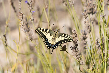 Papilio machaon