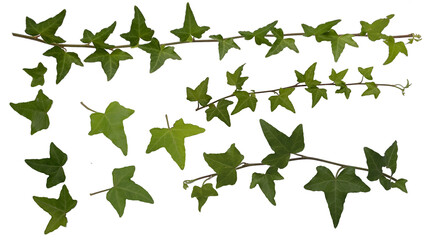 leaves on a white background, ivy, squirm