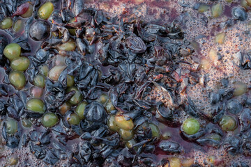 Squeezed grapes. Pressing grapes. The grapes are prepared for fermentation.