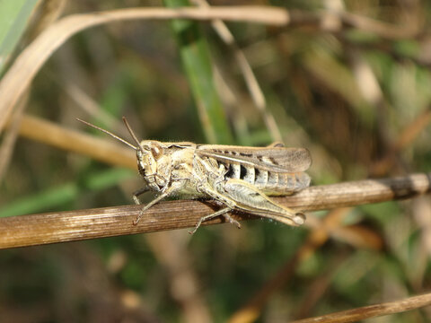 The common field grasshopper (Chorthippus brunneus) sitting on a dry grass stalk