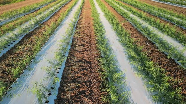 drone, agricoltura, coltivazione di piccole piante di kiwi
