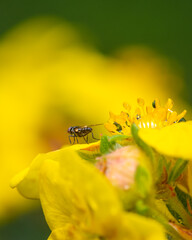 Macro photo of a fly on yellow blurred background - selective focus