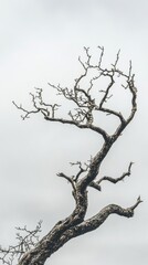 Obraz premium Dramatic silhouette of a bare twisted tree