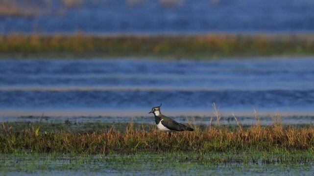 wader vanellus vanellus hunting in marshy areas