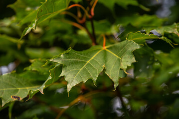 beautiful green maple leaves in an outdoor park on a sunny day