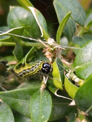 a caterpillar eats a boxwood plant Gardening