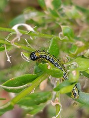 a caterpillar eats a boxwood plant Gardening