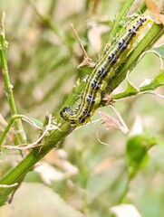 a caterpillar eats a boxwood plant Gardening