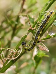 a caterpillar eats a boxwood plant Gardening
