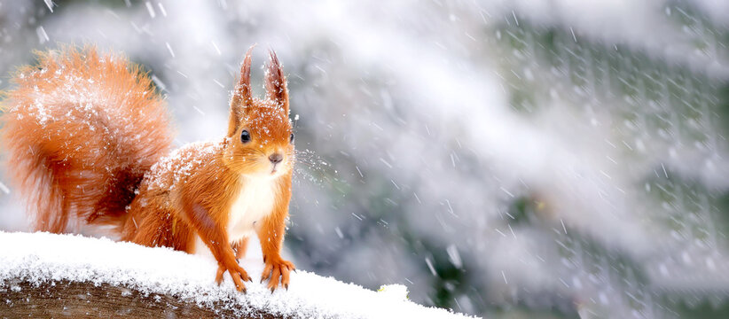 Eichh&ouml;rnchen im Winter im Schnee 