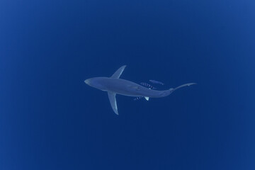 Blue shark is swimming around whale carcass. Apex predator in ocean. Diving with sharks around Azores islands. 