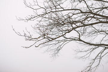 Moody background with Tree branches silhouette in fog