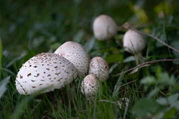 白いキノコ, 毒キノコ