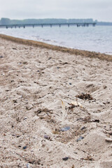 Feather in the sand on a beach in Rerik, Germany on a spring day.
