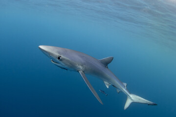 Obraz premium Blue shark is swimming around whale carcass. Apex predator in ocean. Diving with sharks around Azores islands. 