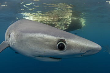 Blue shark is swimming around whale carcass. Apex predator in ocean. Diving with sharks around Azores islands. 