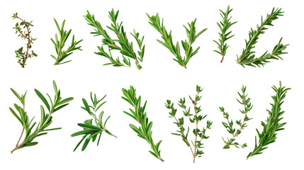 Obraz premium High-Quality Collection of Rosemary Twigs and Green Leaves for Garnish | Isolated on transparent Background
