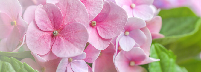 Delicate natural background with pink flowers. Hydrangea close-up with selective focus. Macro...