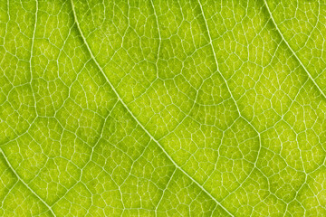 Natural background with close-up texture of green leaf. Macro photography of leaf with veins.