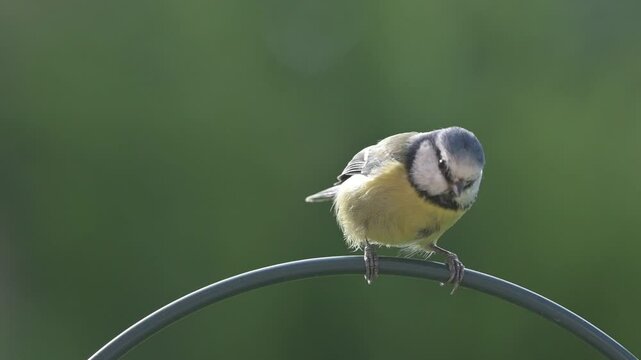 Blue Tit (Cyanistes caeruleus) sitting on a garden bird feeder and looking around before jumping off. September, Kent, UK [Slow motion x5]