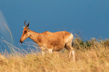 Close-up of a Topi Antelope in the Masai Mara, Kenya