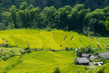 beautiful terraced fields in northern vietnam