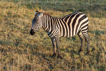 Zebra Standing in the Grasslands of Masai Mara, Kenya