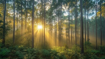 Sunbeams Through a Misty Eucalyptus Forest