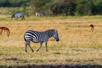 Plains Zebra Grazing Among Antelopes in the Masai Mara, Kenya