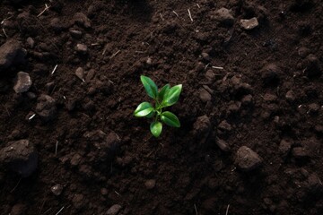 Soil outdoors nature plant.