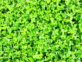 A lush, green clover field fills the frame, creating an eye-catching texture suitable for various design applications
