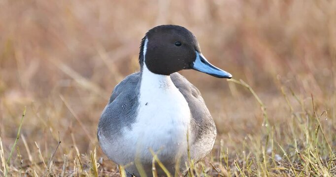 Northern pintail duck in the brown grass