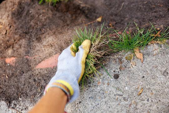 Close-up of a hand wearing a glove pulling out weeds from the cracks in the pavement border, Florida, USA