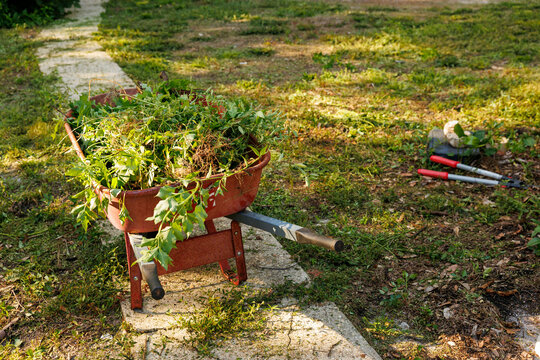 Wheelbarrow filled with freshly trimmed green waste on a garden pathway with gardening tools nearby, Florida, USA