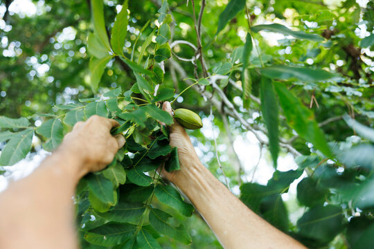 Hands holding green pecans from a pecan tree on a sunny day, Florida, USA