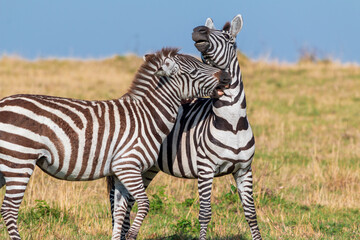 Playful Zebras Interacting in the Grasslands of Masai Mara, Kenya