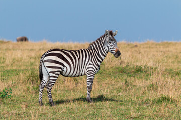 Naklejka premium Adult Plains Zebra Facing the Camera in the Grasslands of Masai Mara, Kenya