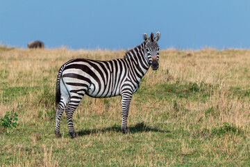 Adult Plains Zebra Facing the Camera in the Grasslands of Masai Mara, Kenya