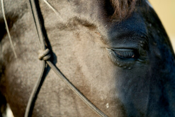 Close-up of a horse's eye with a detailed view of its eyelashes and skin texture.