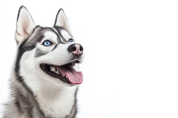 Obraz premium Siberian Husky Dog Portrait: Funny and Cute Blue-Eyed Husky Sticking Out Tongue, White Background