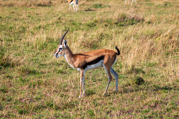 Thomson's Gazelle Standing in the Grasslands of Masai Mara, Kenya