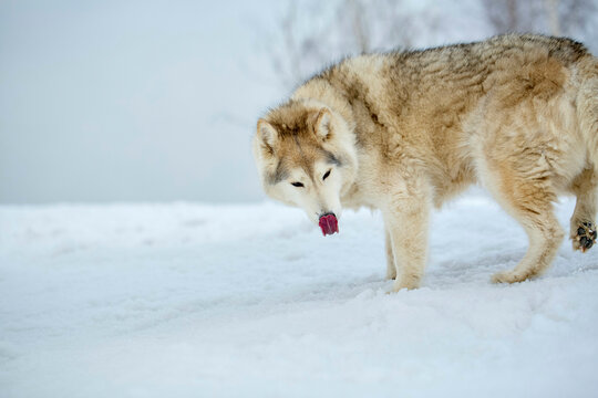 Siberian Husky sniffs at a red object in a snow-covered field.