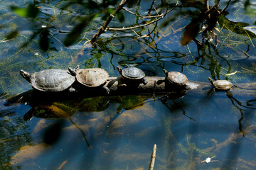 Four turtles resting on a log in the water surrounded by foliage.