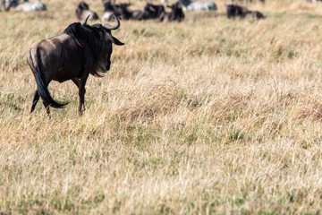 Lone Wildebeest Walking Away in the Grasslands of Masai Mara, Kenya with Zebras and Wildebeest Herds in the Background