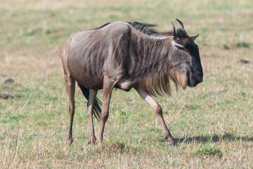 Fototapeta premium Wildebeest Walking in the Grasslands of Masai Mara, Kenya