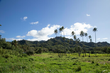 palm trees blowing in the wind on a tropical island landscape, Titikaveka, Rarotonga, Cook Islands