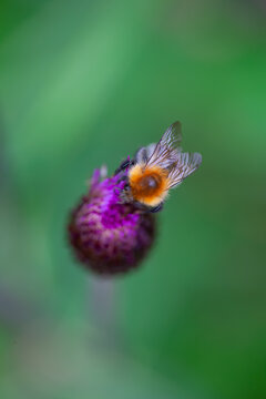 Bumblebee gathering pollen from a purple flower against a blurred green background.