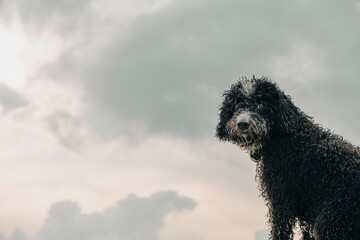 Wet black dog with a thoughtful expression standing against a cloudy sky backdrop.