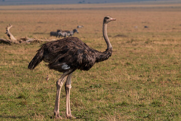Naklejka premium Female Ostrich Standing in the Open Grasslands of Masai Mara, Kenya