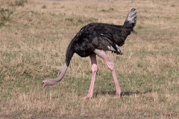 Female Ostrich Standing in the Open Grasslands of Masai Mara, Kenya
